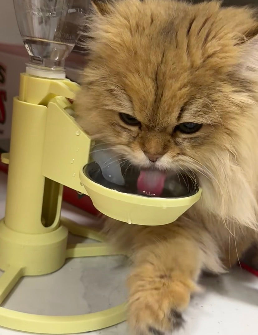 How to Clean a Cat Water Fountain (And Keep the Slime Away)