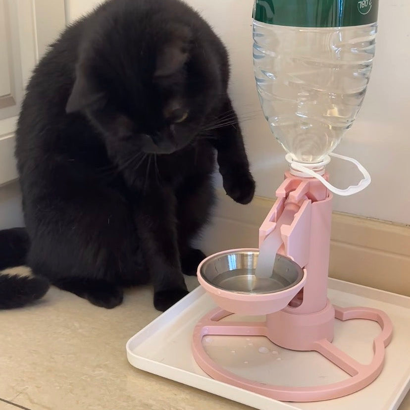 The Pink Slime Problem: Why It’s Time to Rethink Your Cat’s Water Bowl