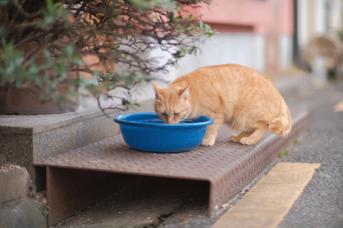 How Many Times Do You Replace the Water in a Cat Water Fountain