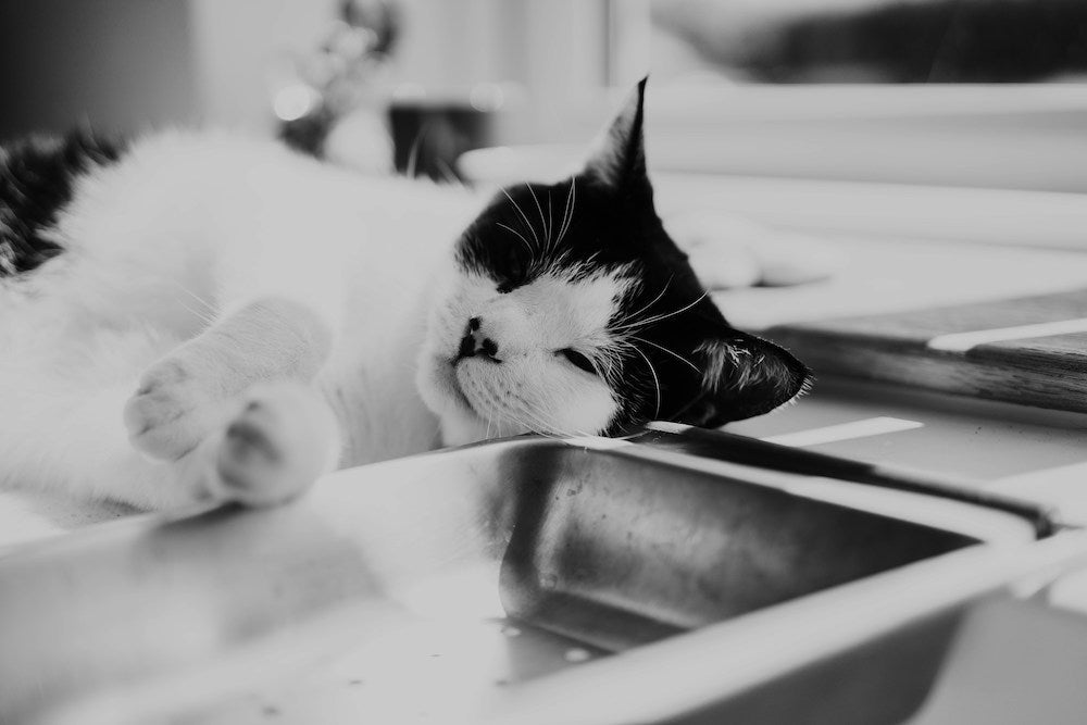 Why Your Cat Stopped Drinking from Their Fountain (And How to Fix It)