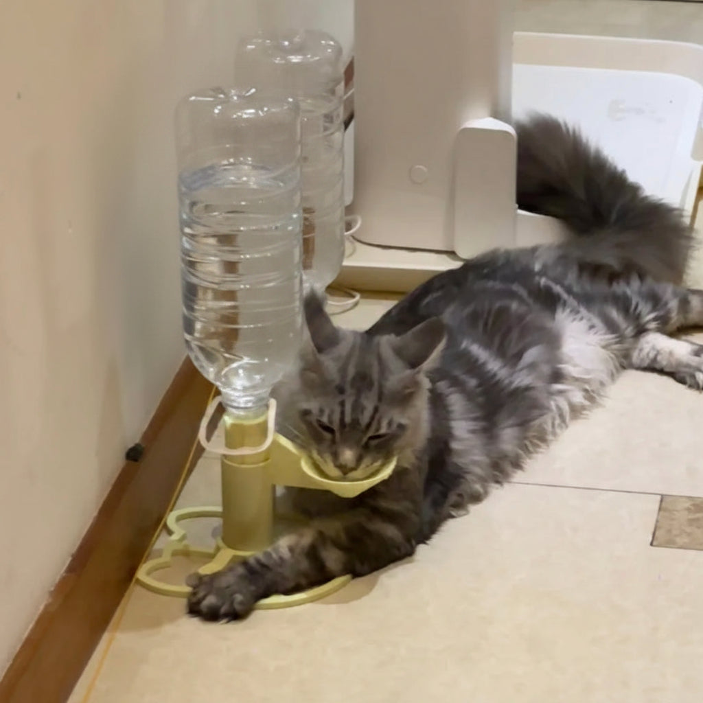 Is a Cat Water Fountain Worth It?